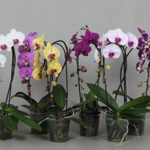 Phalaenopsis (orchidea)