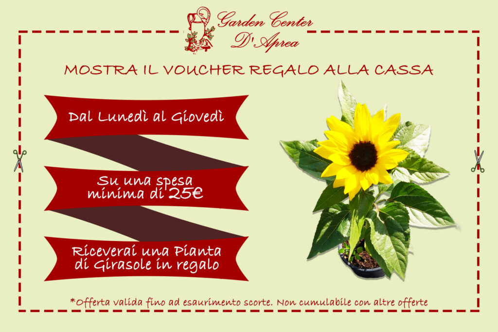 VOUCHER GIRASOLE